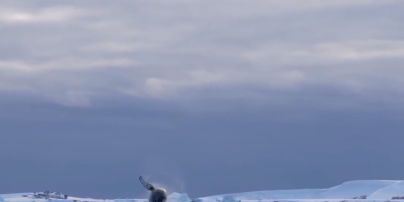 
Полярники з "Вернадського" показали китів, які виринають з води та крутяться над океаном – відео
