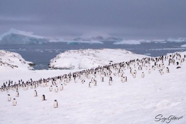 
По 500 на кожного полярника: на "Вернадському" нарахували рекордну кількість пінгвінів – фото
