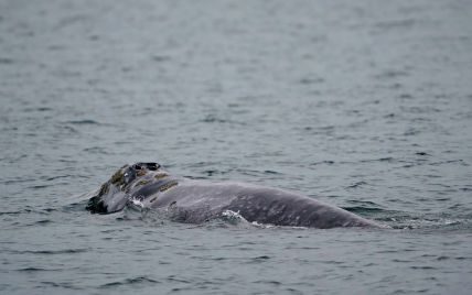 Полярники з «Вернадського» показали китів, які виринають з води та крутяться над океаном – відео
