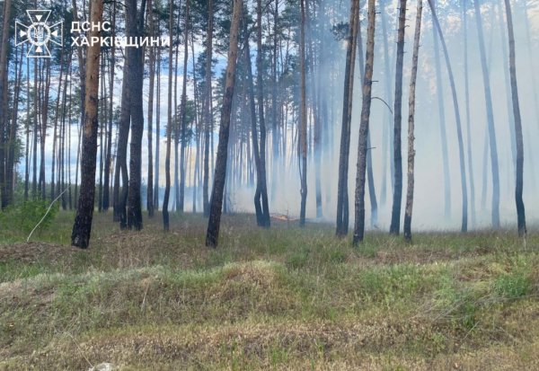 На Харківщині через російський обстріл спалахнула масштабна лісова пожежа