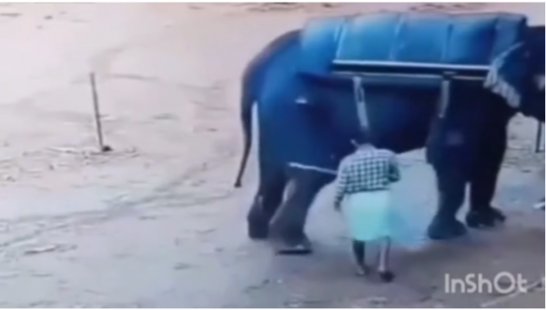 
Слон на смерть розчавив доглядача зоопарку після того, як той ткнув у нього палицею
