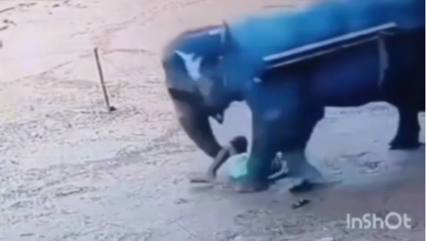 
Слон на смерть розчавив доглядача зоопарку після того, як той ткнув у нього палицею
