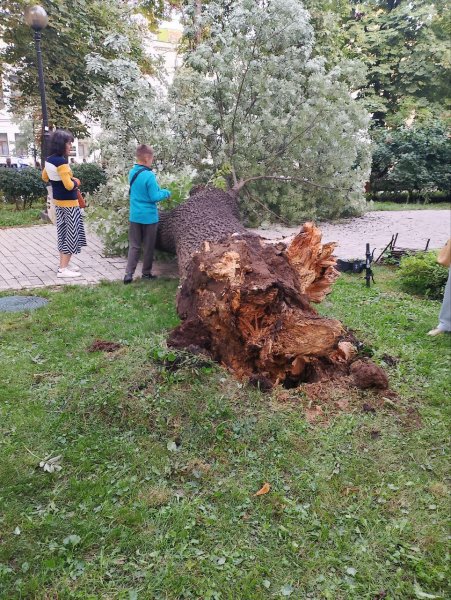 У київському парку через падіння дерева загинула людина, ще четверо постраждали