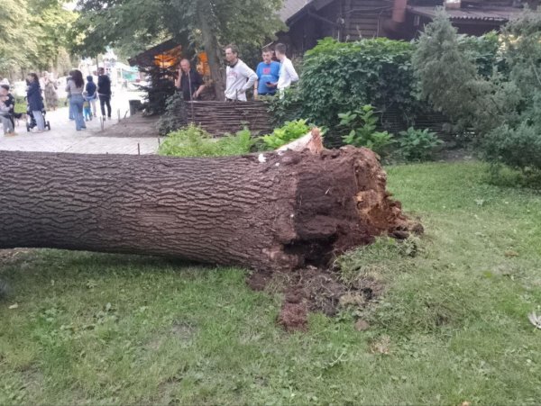 У київському парку через падіння дерева загинула людина, ще четверо постраждали