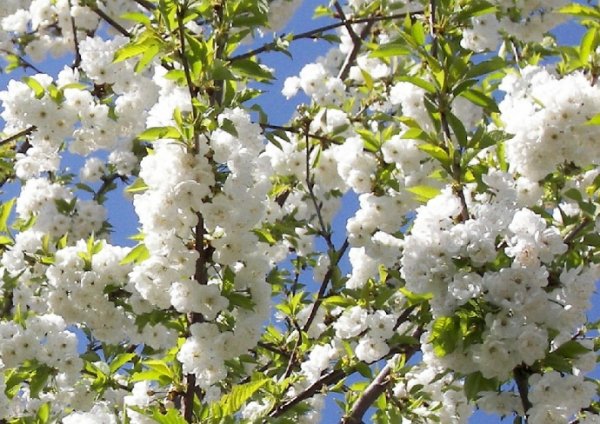 Кияни обрали, які дерева висадити на Хрещатику