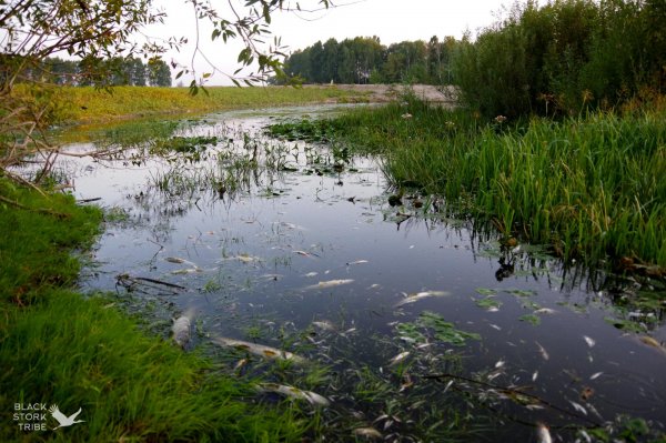 
Хто контролює ситуацію щодо забруднення Сейму та Десни та чи є загроза для Києва 