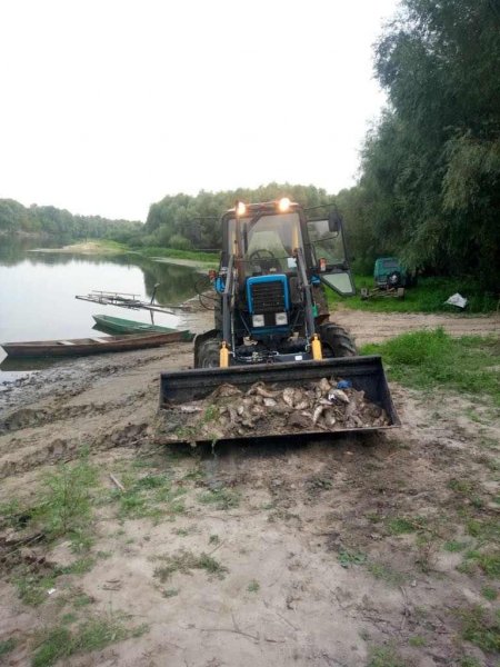 На Чернігівщині через забруднення річок Сейм і Десна загинула червонокнижна риба