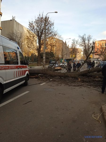 У Києві дерево впало на жінку - вона загинула від травм