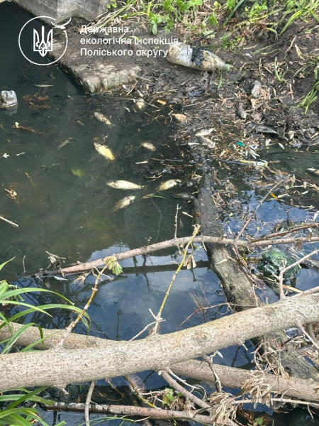У водоймі на Житомирщині виявили масову загибель риби