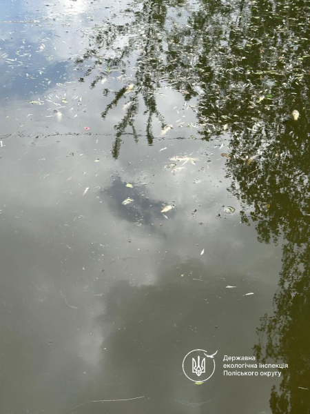 У водоймі на Житомирщині виявили масову загибель риби